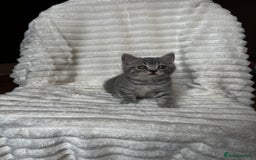 British Shorthair cats for sale: OUTSTANDING GCCF + HEALTH TESTED BSH + BLH KITTENS - Image 35