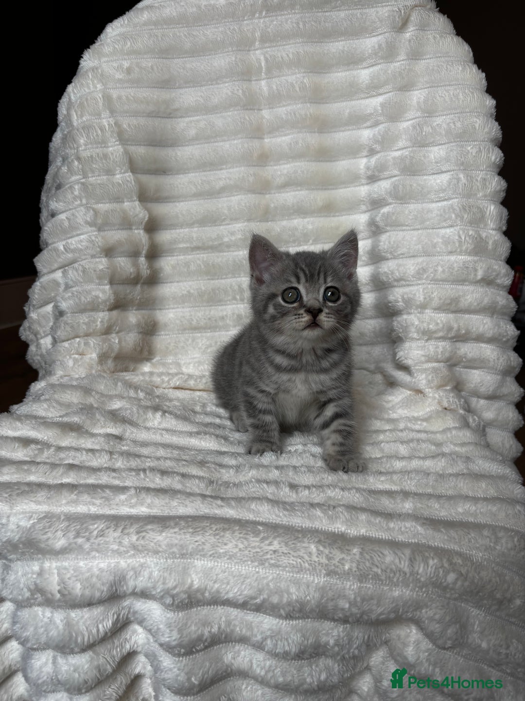 British Shorthair cats for sale: OUTSTANDING GCCF + HEALTH TESTED BSH + BLH KITTENS - Image 35