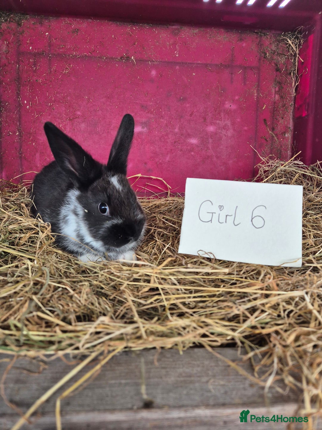 Mini Lop rabbits for sale: Bunnies looking for new homes - Advert 13