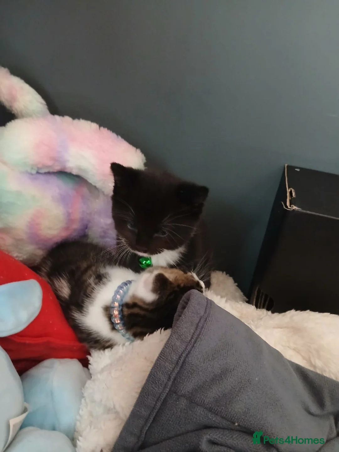 Domestic Shorthair cats for sale: 2 little beautiful boys. - Advert 2