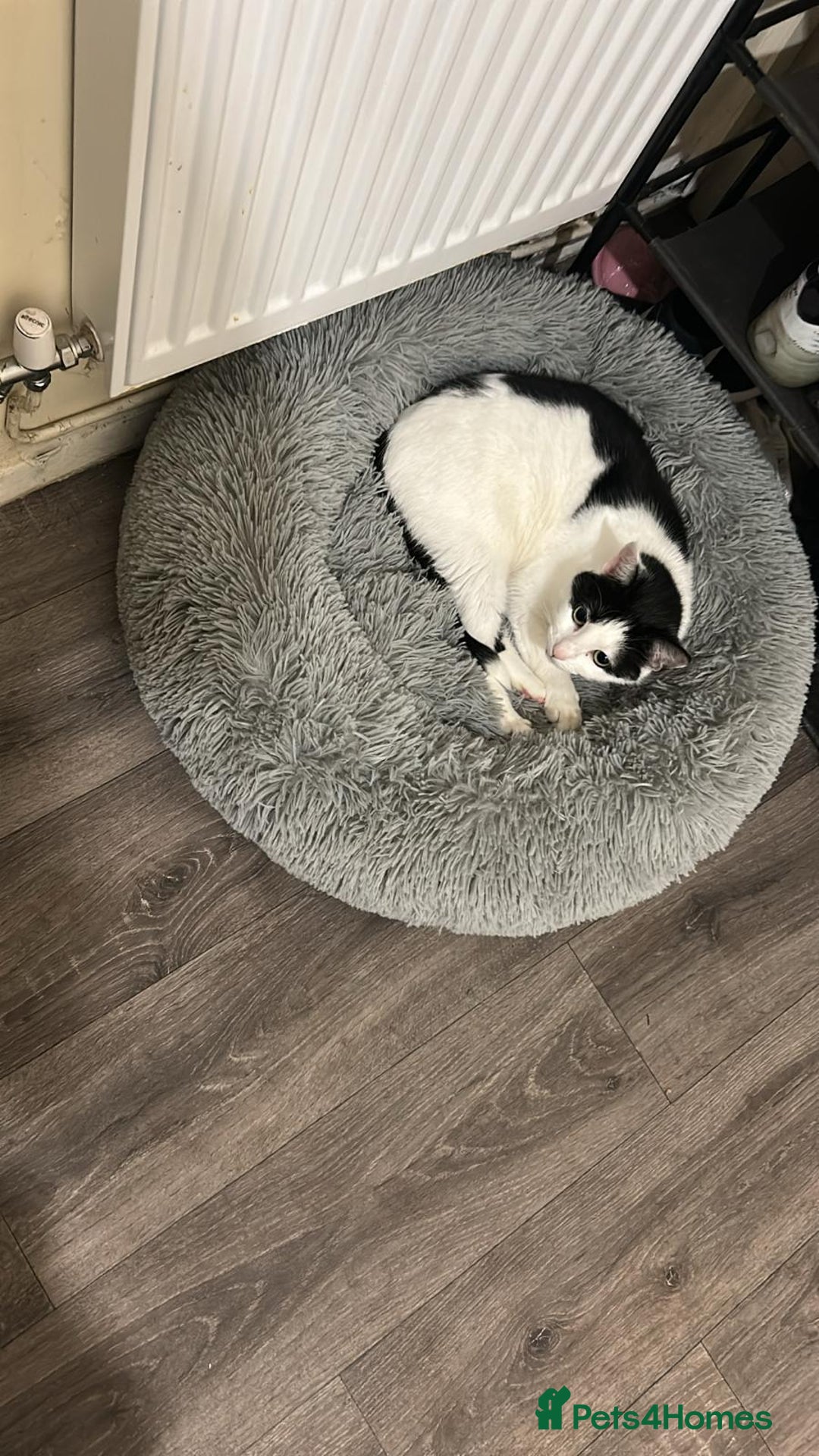 Mixed Breed cats for sale: Female cat - free to good home  - Image 3