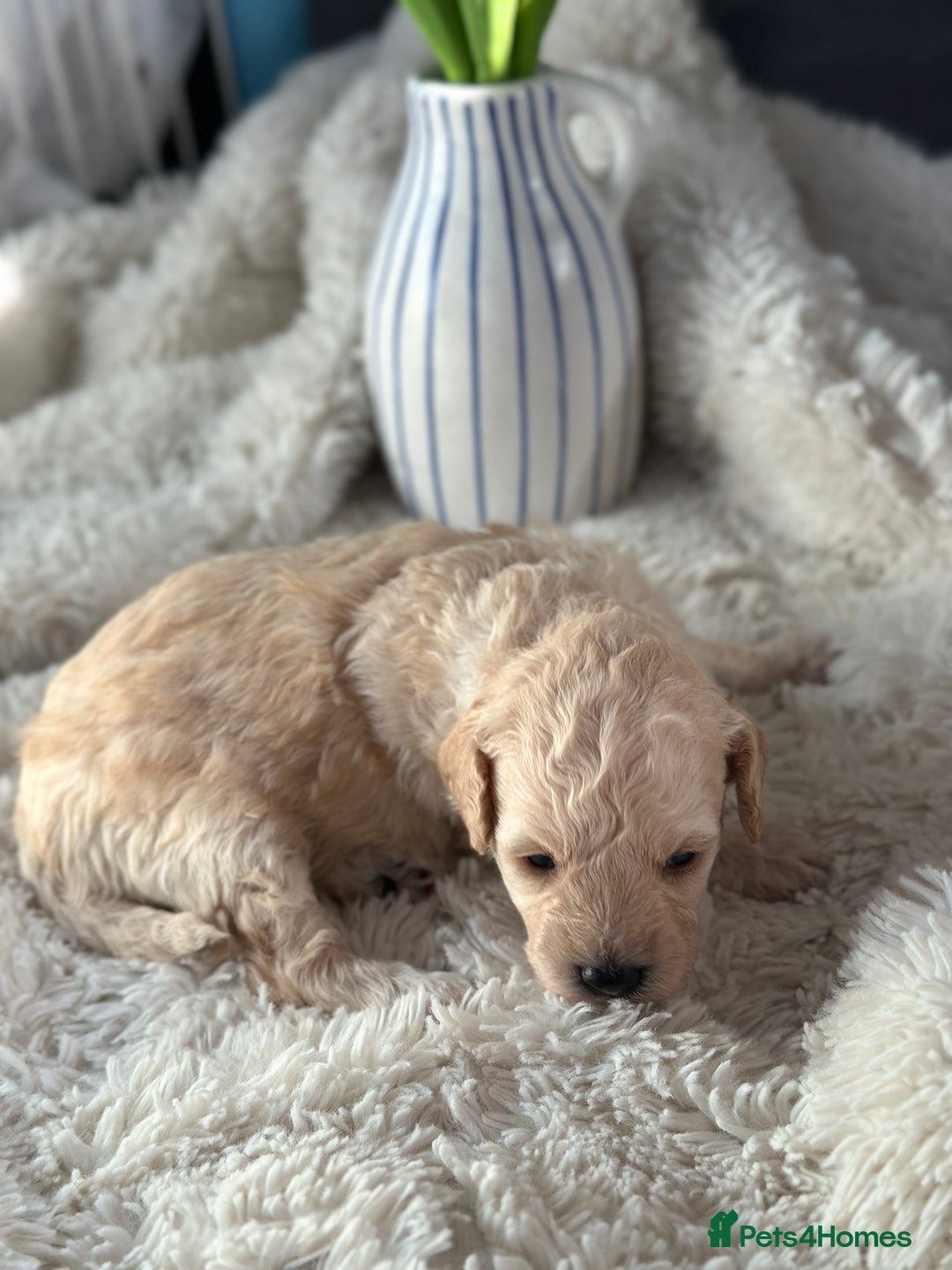 Toy Poodle dogs for sale: Toy poodles (5 girls and 2 boys) - Image 30