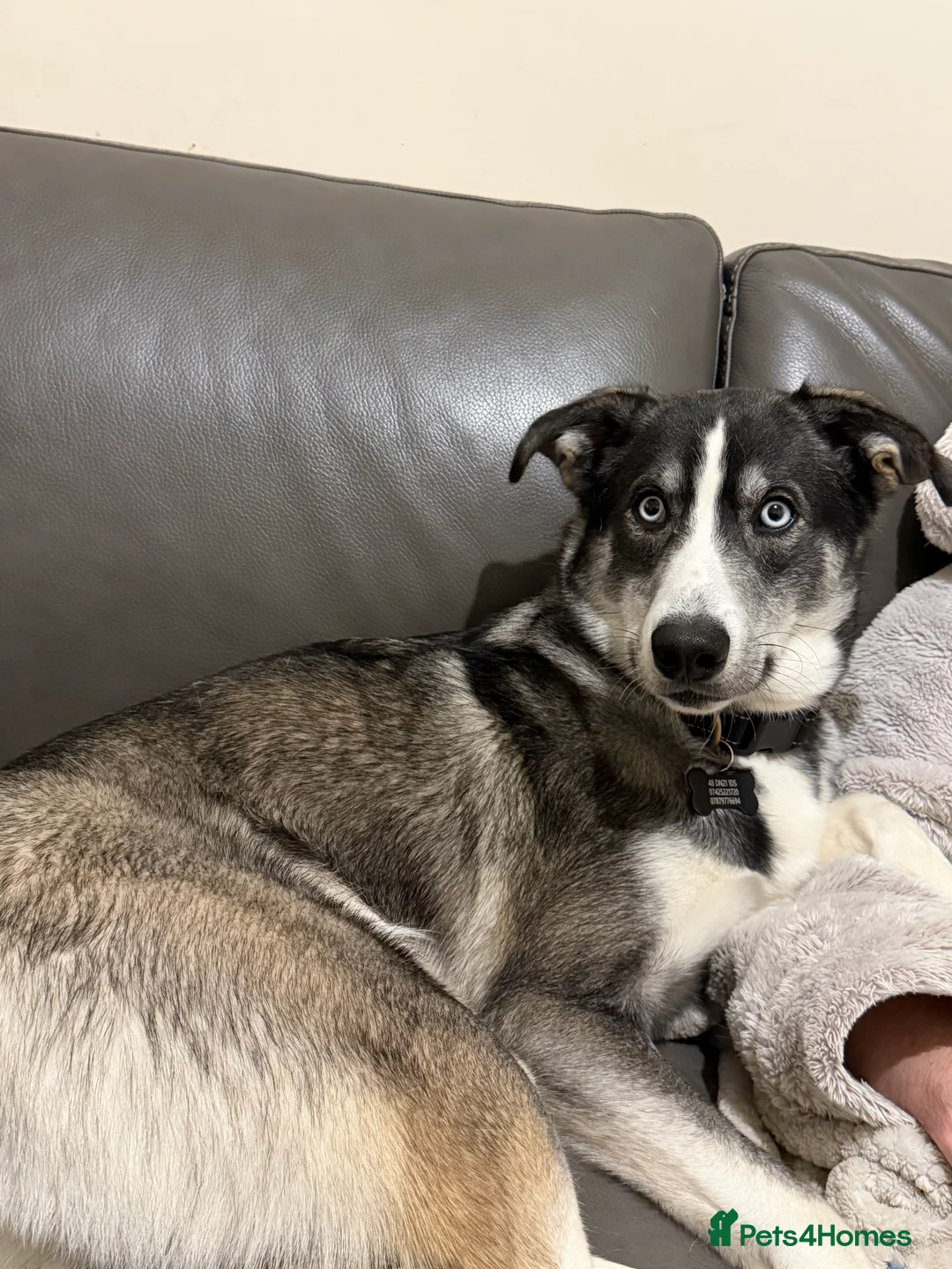 Mixed Breed dogs for sale: !URGENT REHOMEING! Husky cross Labrador  - Advert 6