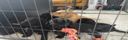 Double Doodle dogs for sale: Labradoodle/Sproodle X in Swindon - Advert 4