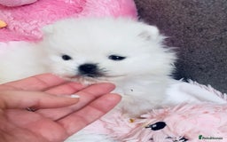 Pomeranian dogs for sale: Stunning Kc-reg boys 🌟🌟🌟🌟🌟 - Image 25