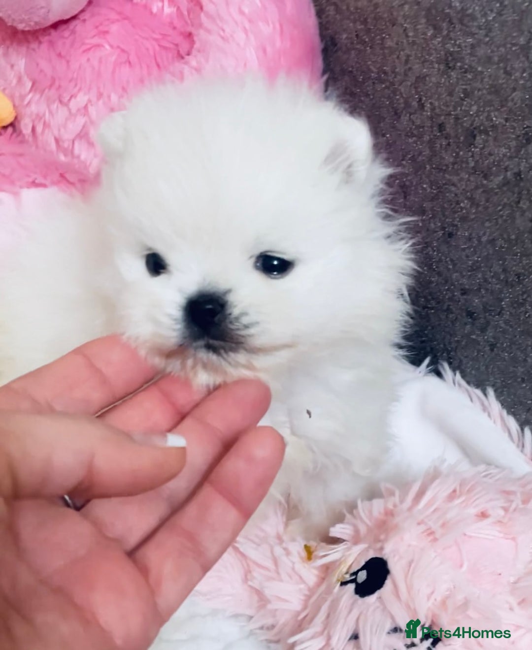 Pomeranian dogs for sale: Stunning Kc-reg boys 🌟🌟🌟🌟🌟 - Image 25
