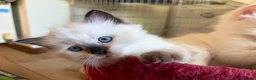 Ragdoll cats for sale: Flame and Seal point kittens  - Advert 14