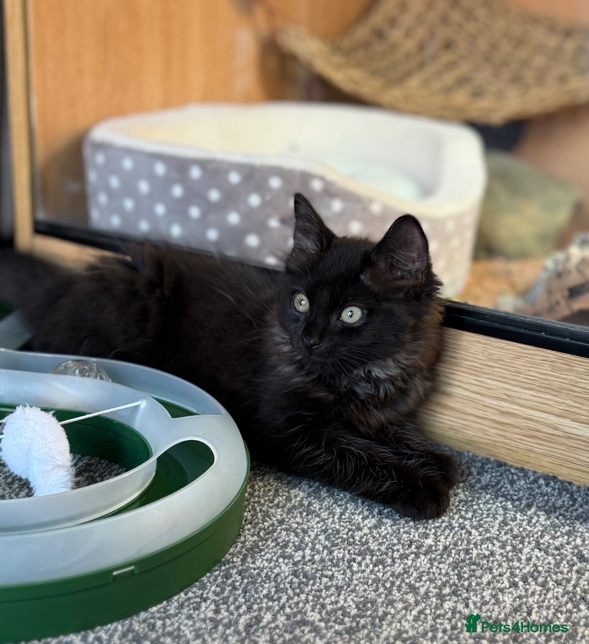 Maine Coon cats Beautiful Part Maine Coon Kitten For Sale  - Advert 2