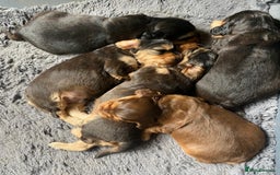 Cocker Spaniel dogs for sale: Dark Sable Cocker Spaniel Pups - Image 9