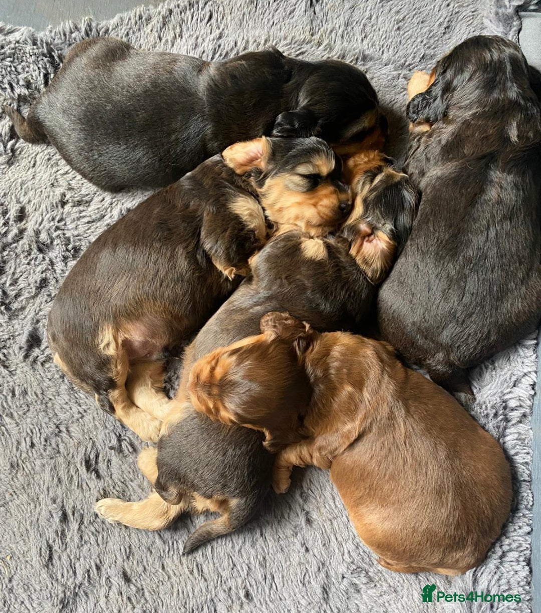 Cocker Spaniel dogs for sale: Dark Sable Cocker Spaniel Pups - Image 9