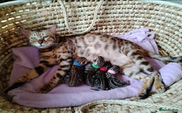 Bengal cats for sale: Bengals high guality kittens ready for new home  - Advert 4