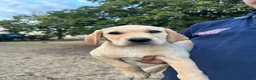Labrador Retriever dogs for sale: KC registered, Yellow Labrador Retriever Puppies - Advert 3