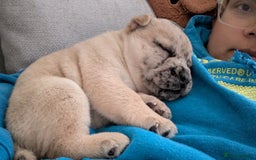 Mixed Breed dogs for sale: 3x Female French Bulldog X Chow Chow puppies.   - Advert 10