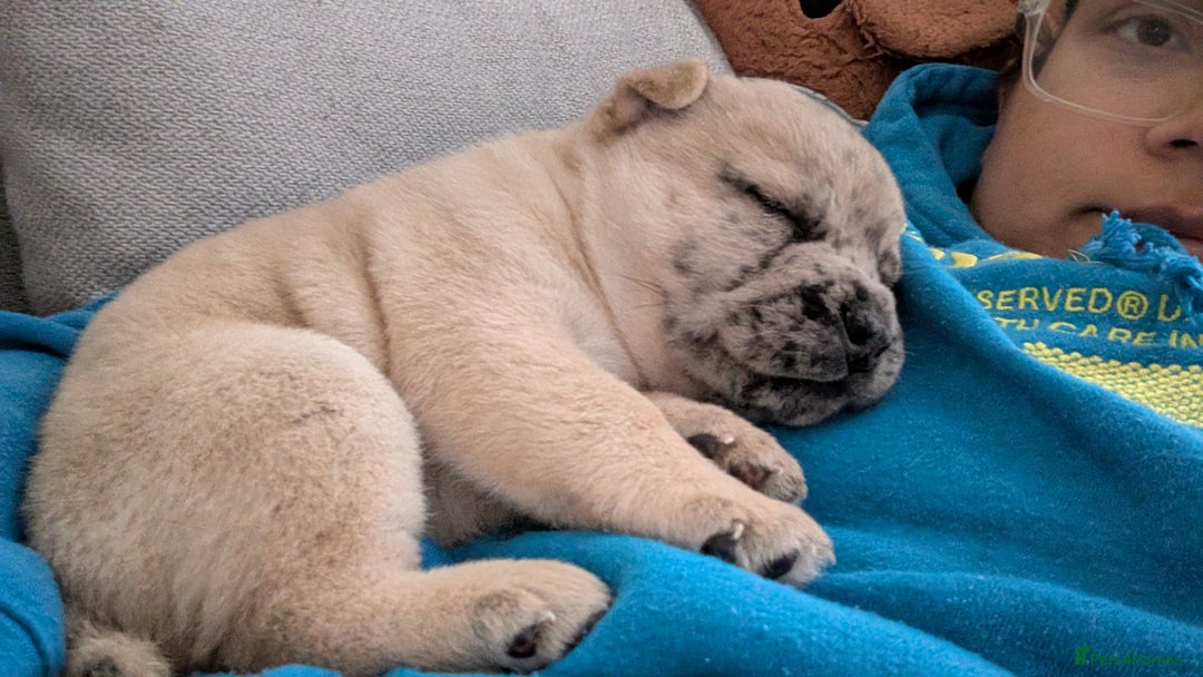 Mixed Breed dogs for sale: 3x Female French Bulldog X Chow Chow puppies.   - Advert 10