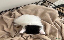 Mixed Breed cats for sale: Kittens - Image 8