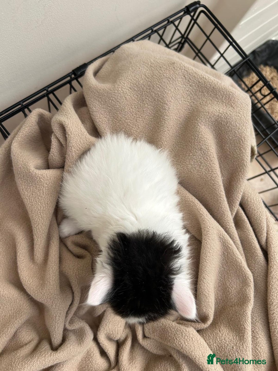 Mixed Breed cats for sale: Kittens - Image 8