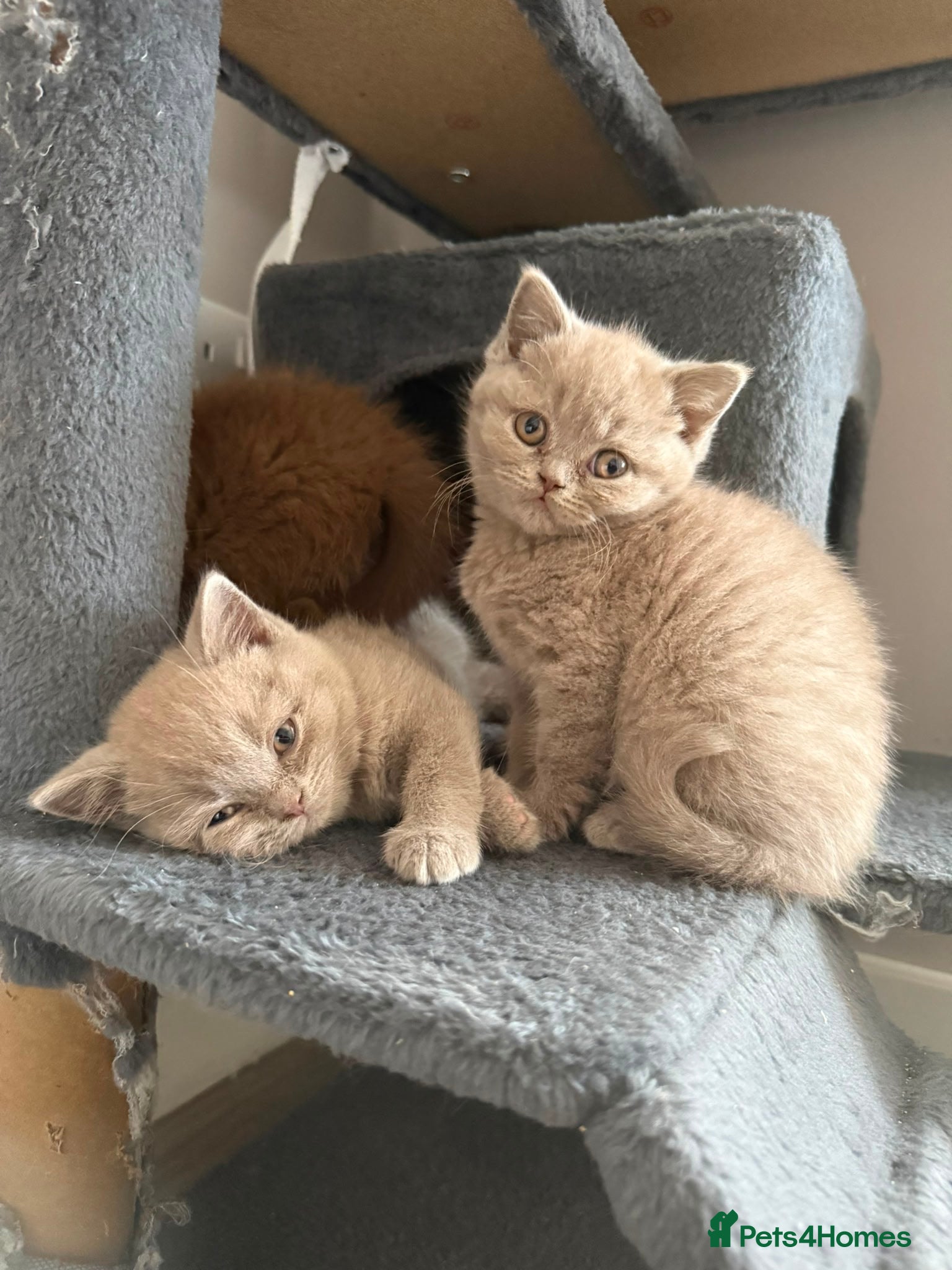 British Shorthair cats for sale: Lilac & Chocolate British shorthair kittens  - Advert 8