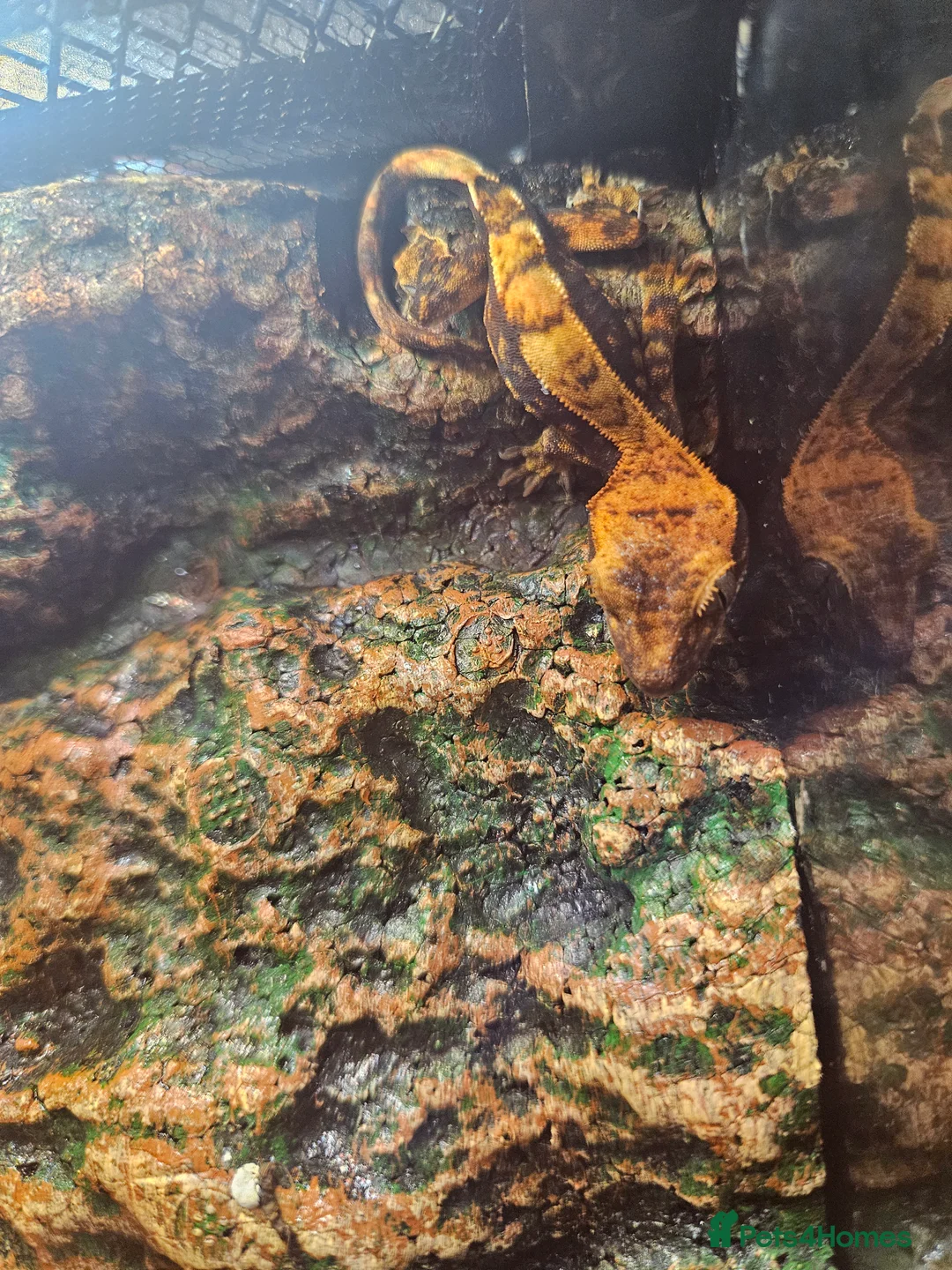 Gecko reptiles for sale: Crested gecko babies - Advert 2
