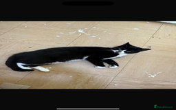 Mixed Breed cats for sale: Female cat 3 years old for sale  - Image 1