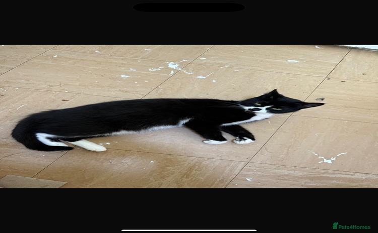 Mixed Breed cats - Advert 1