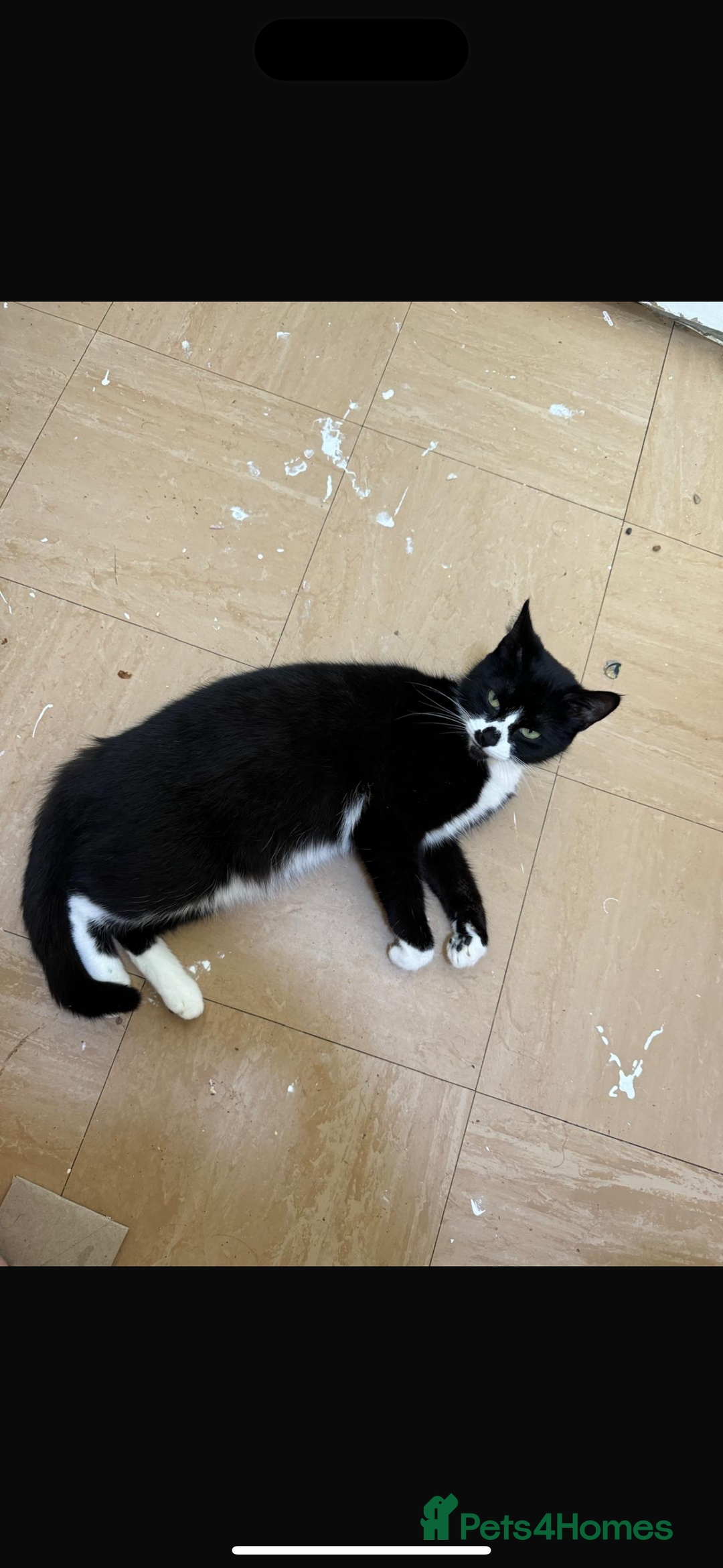 Mixed Breed cats for sale: Female cat 3 years old for sale  - Image 1