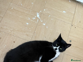 Mixed Breed cats for sale - Advert 1