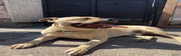 Mixed Breed dogs for sale: URGENT House Trained Staffy/Mastiff rehoming - Advert 1