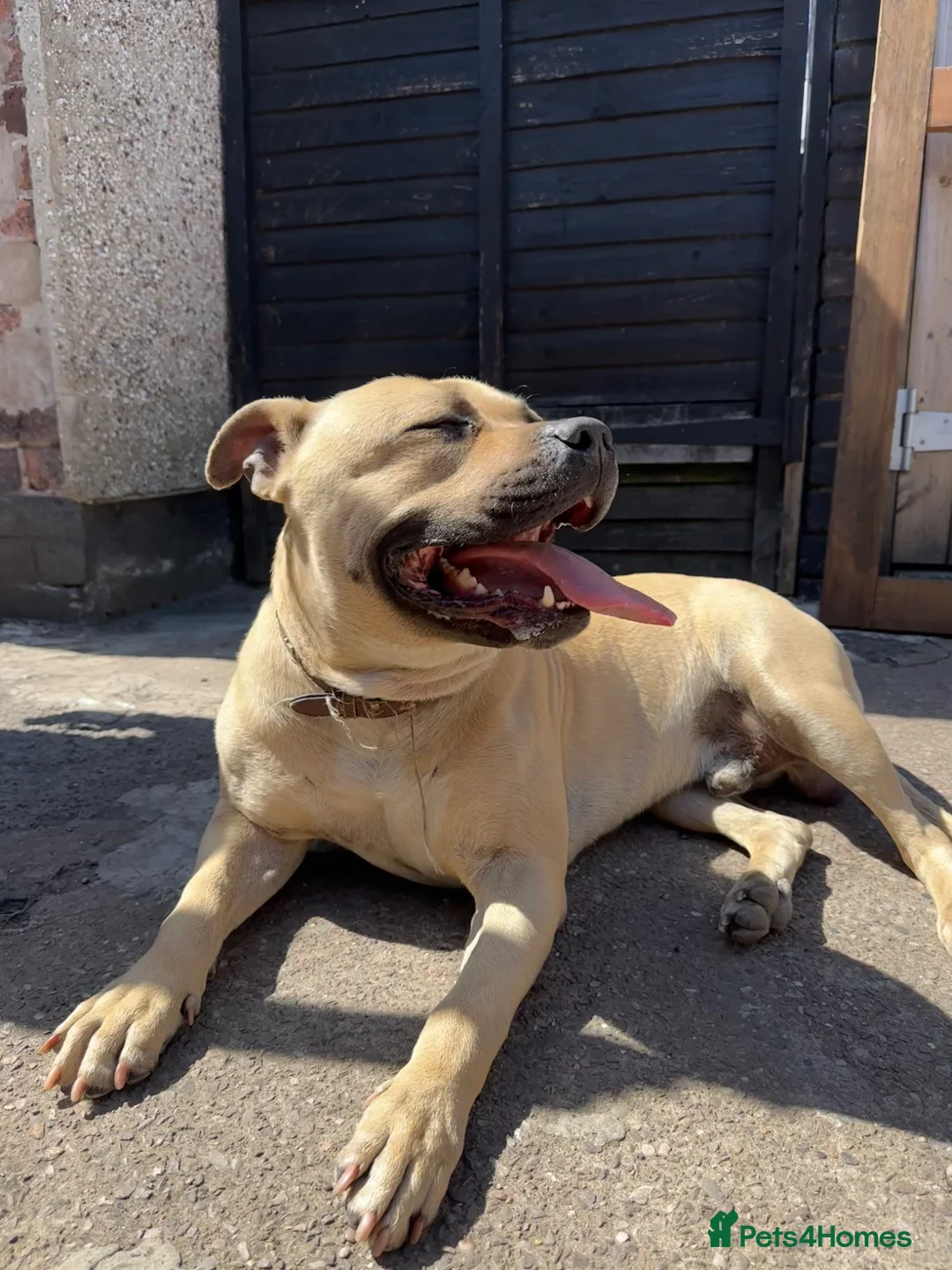 Mixed Breed dogs for sale: URGENT House Trained Staffy/Mastiff rehoming - Advert 1