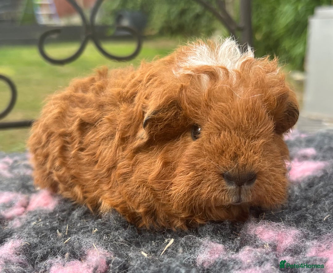 Guinea Pig rodents for sale: Sheltie, coronet,Texel, Merino guinea pigs.  - Image 9