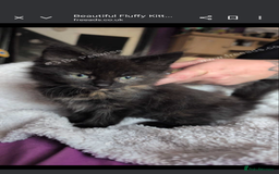 Mixed Breed cats for sale: Beautiful mix breed part maincoon kittens  - Image 4