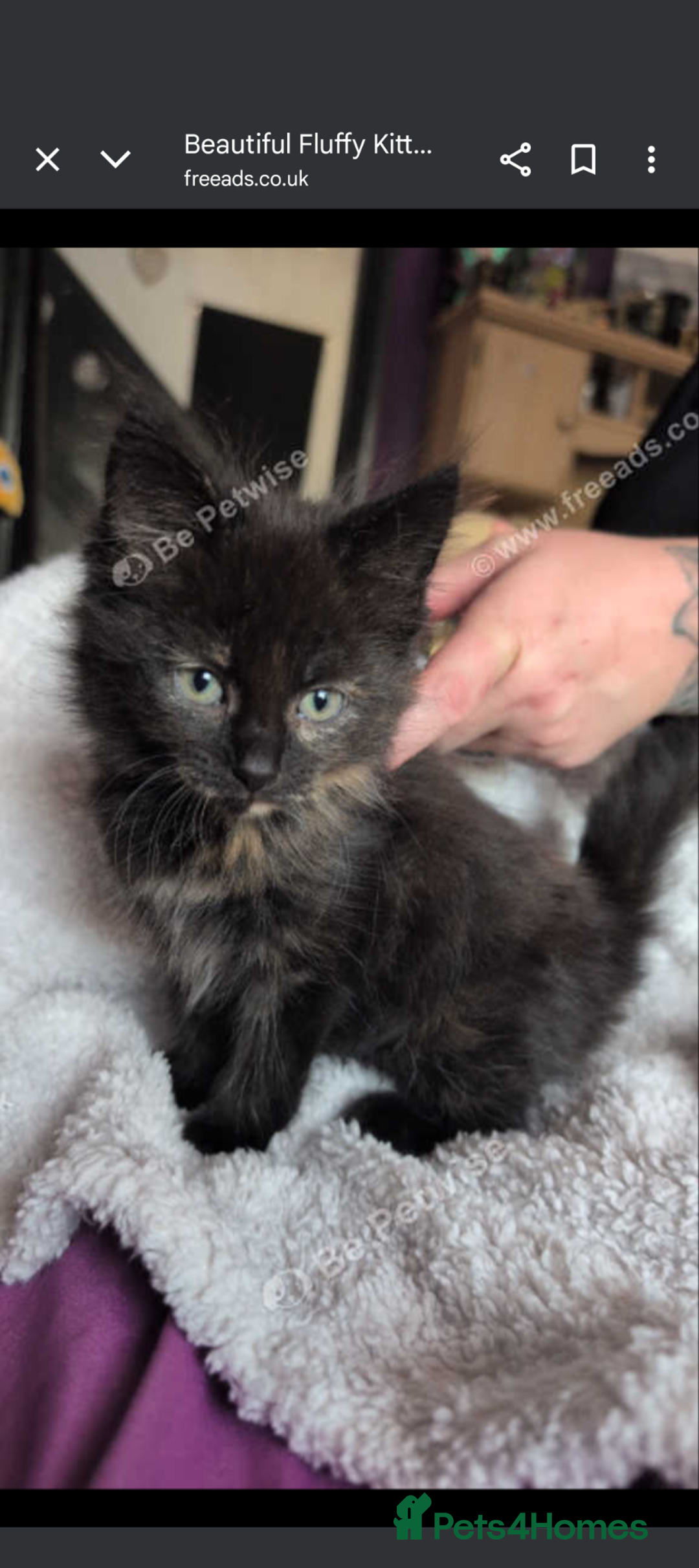 Mixed Breed cats for sale: Beautiful mix breed part maincoon kittens  - Image 4