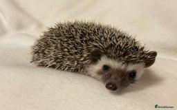 Pygmy Hedgehog rodents for sale: African Pygmy hedgehogs ,several different colours - Image 1