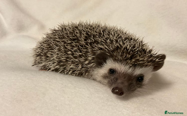 Pygmy Hedgehog rodents - Advert 1