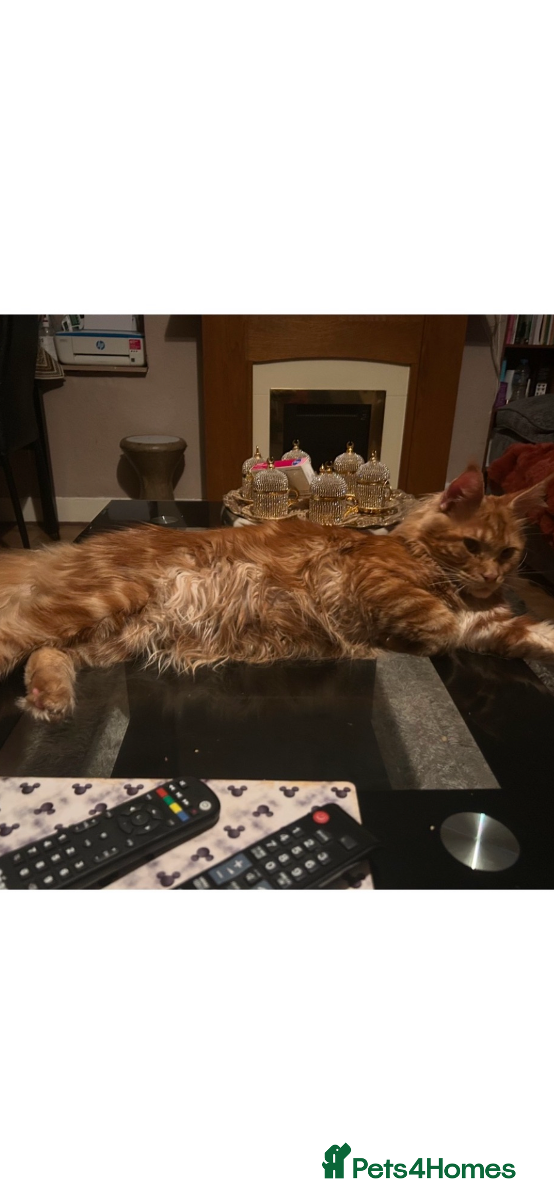 Maine Coon cats for sale: 8 beautiful mainecoon kittens for sale - Advert 31