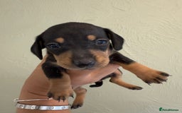 Miniature Dachshund dogs for sale: Miniature dachshunds  - Image 27