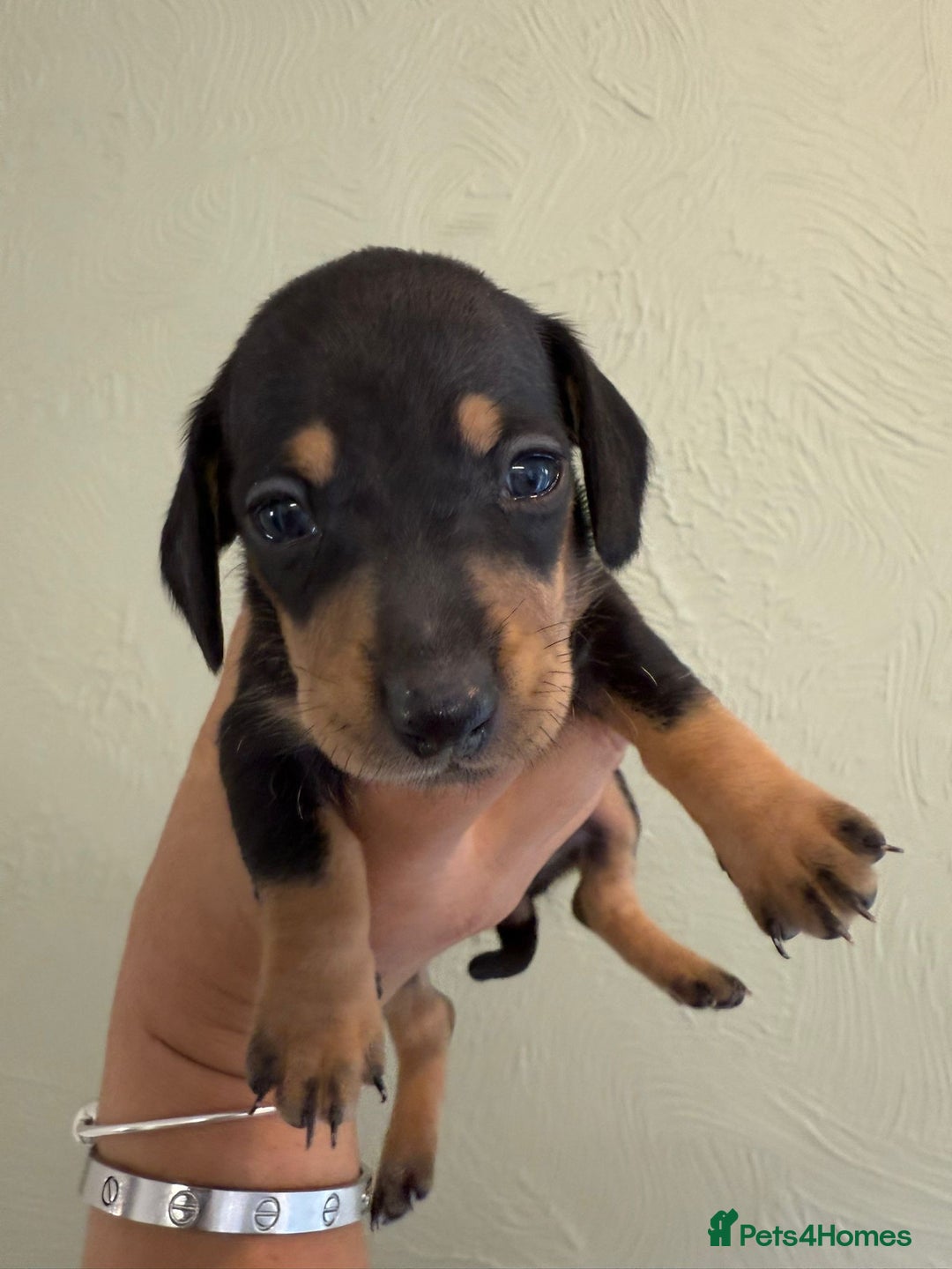 Miniature Dachshund dogs for sale: Miniature dachshunds  - Image 27