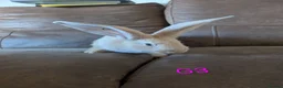 Continental Giant rabbits for sale: Continental giant - Advert 3