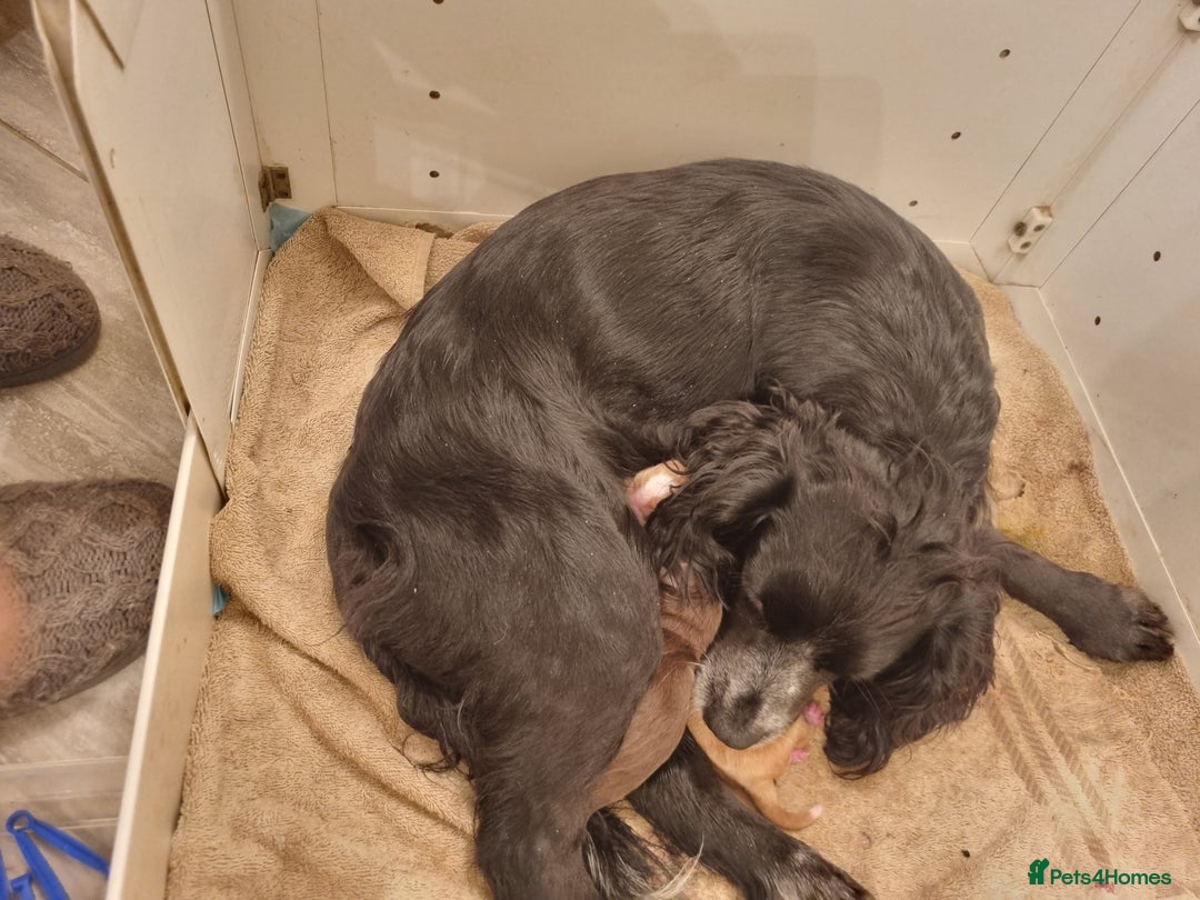 Cocker Spaniel dogs for sale: Gorgeous Working Cocker Boys - Advert 5