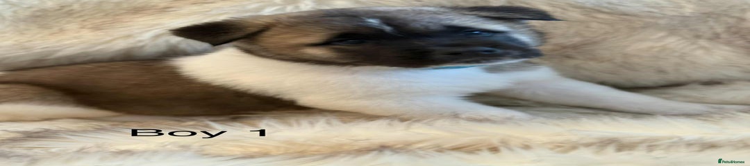 Akita Puppy 1