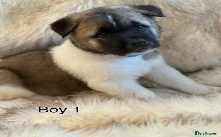 Akita dogs - Advert 2