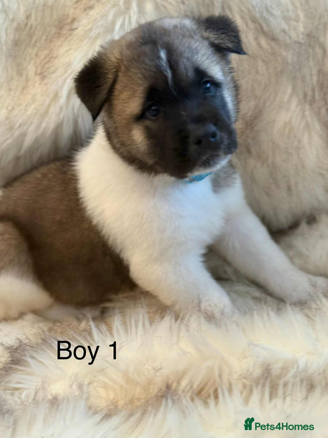 Akita dogs for sale: Akita puppies 4 - 2 boys 2 girls  - Image 1
