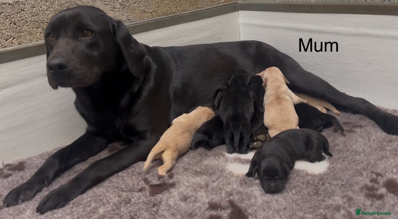 Labrador Retriever dogs KC Reg Labrador Retriever Puppies Health Tested - Advert 1