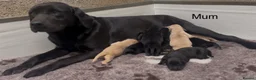 Labrador Retriever dogs for sale: KC Reg Labrador Retriever Puppies Health Tested in Melton Mowbray - Advert 1