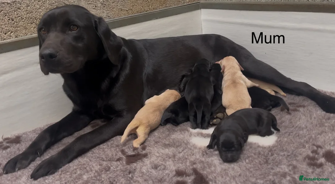 Labrador Retriever dogs for sale: KC Reg Labrador Retriever Puppies Health Tested in Melton Mowbray - Advert 1