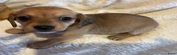 Chihuahua dogs for sale: Chihuahua X Miniature Dashund - Advert 7
