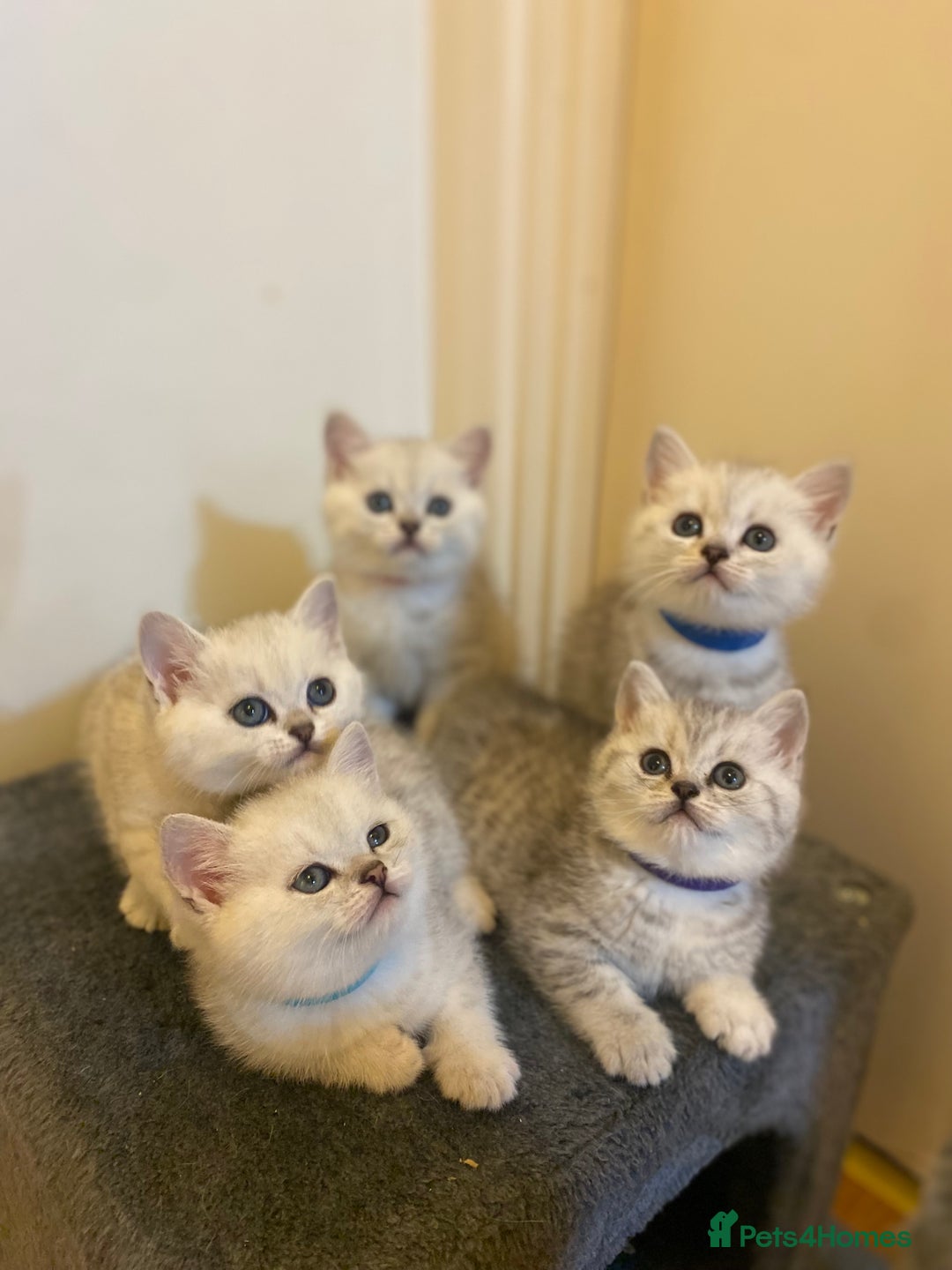 British Shorthair cats for sale: British shorthair kittens, cute and adorable  - Advert 1