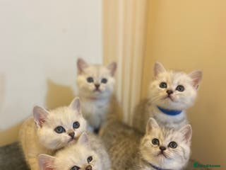 British Shorthair cats British shorthair kittens, cute and adorable - Advert 2