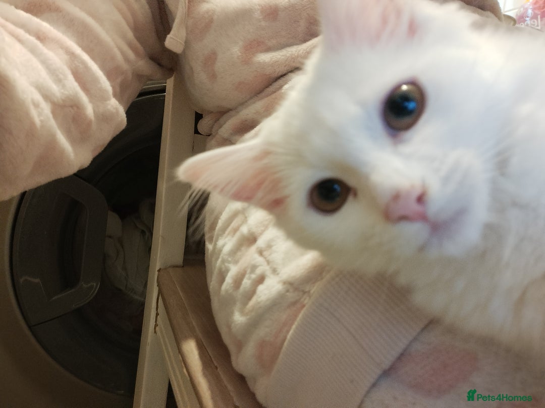 Turkish Angora cats for sale: Cat for sale  - Image 4