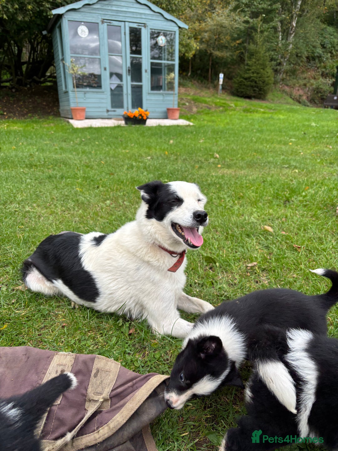 Border Collie dogs for sale: Border collies puppies - Image 16