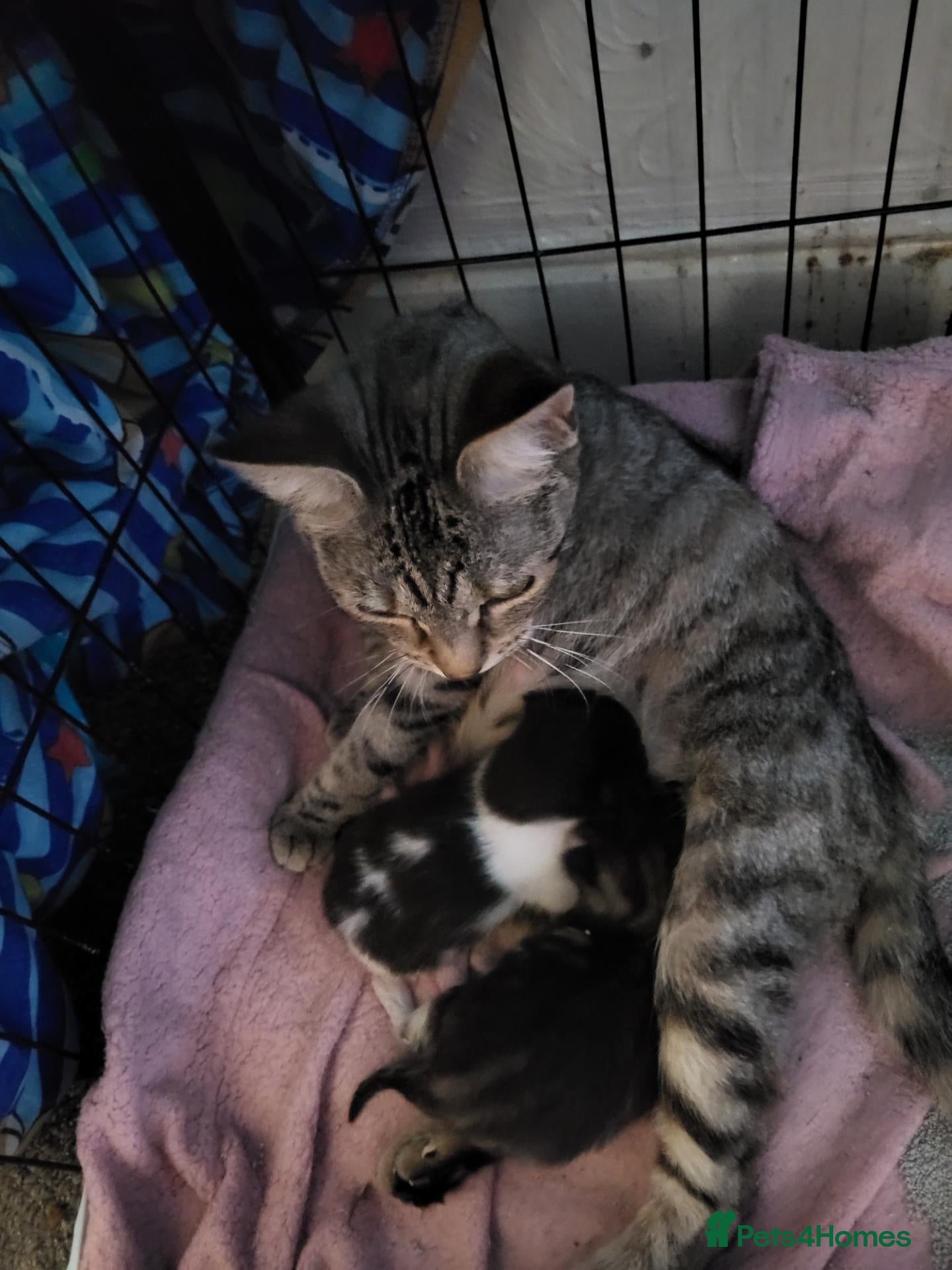 Domestic Shorthair cats Adorable newborn kittens - Advert 2